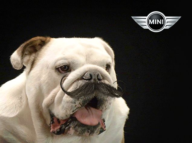 Dragibus of Boogy Doggy Bull's