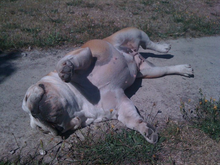 Nos chiens